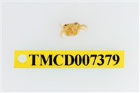 藏品(雙色澤蟹)的圖片